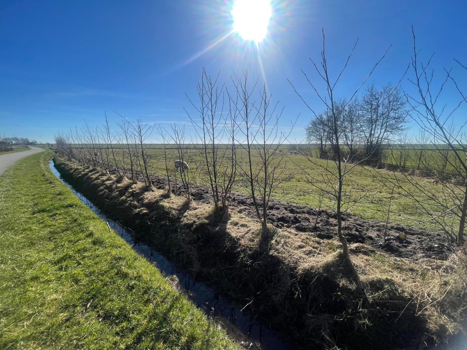 Terschelling elzensingel nieuwe aanplant
