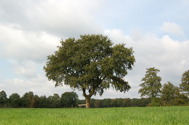 Solitaire boom in de weilanden van Oldeberkoop Landschapselement