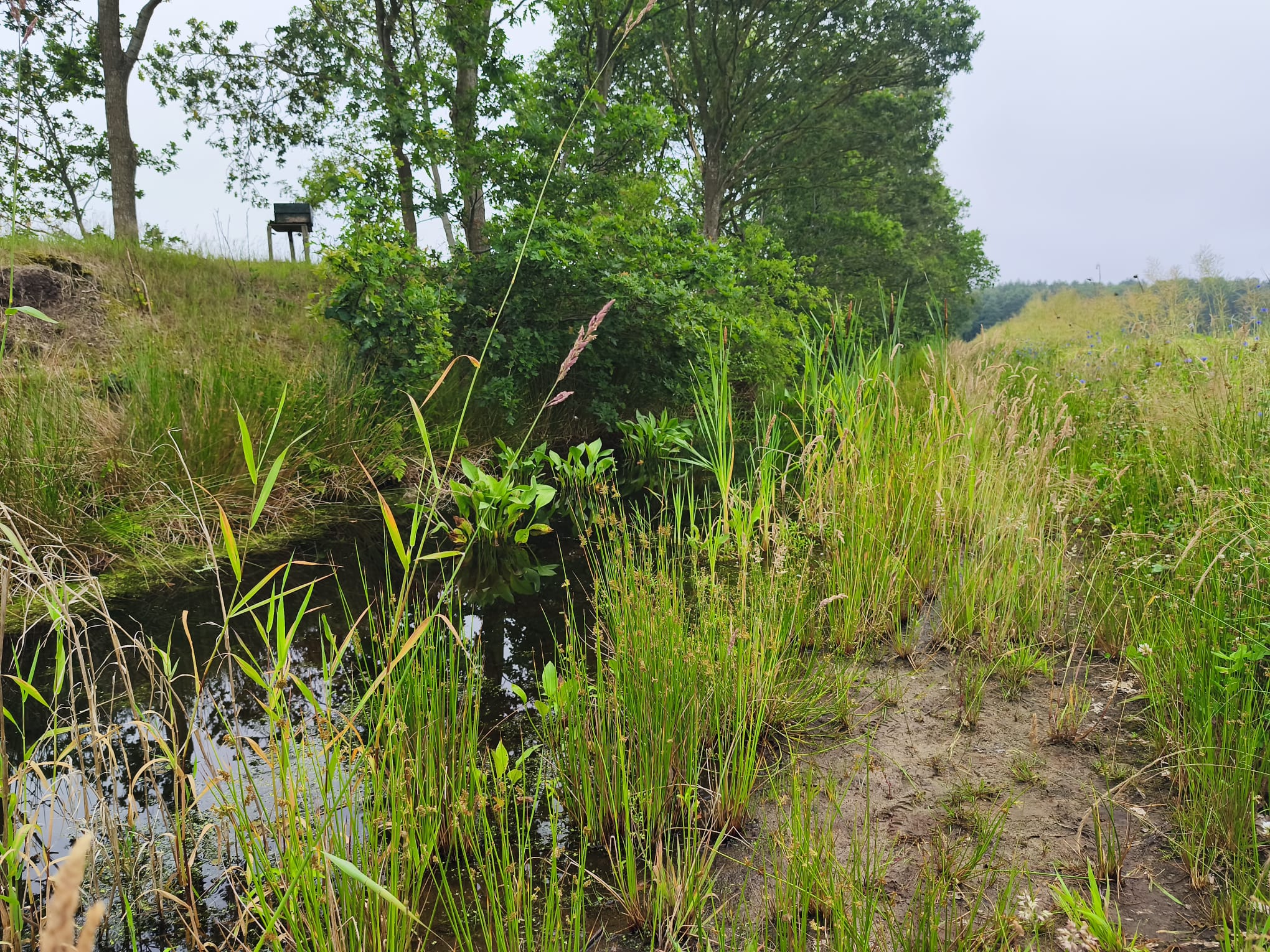 Veel animo voor landschapsherstel in Fryslân