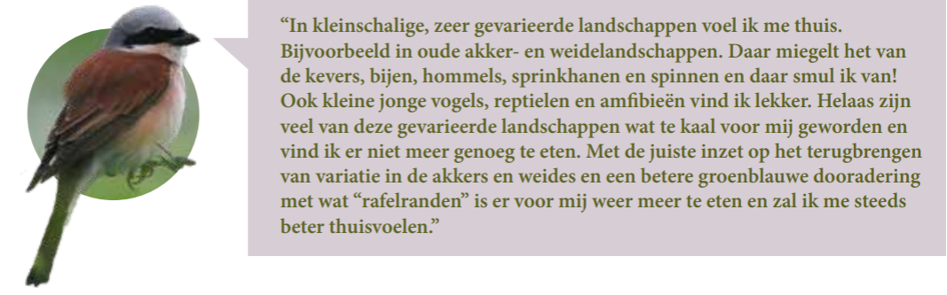 BKN indicatorsoort