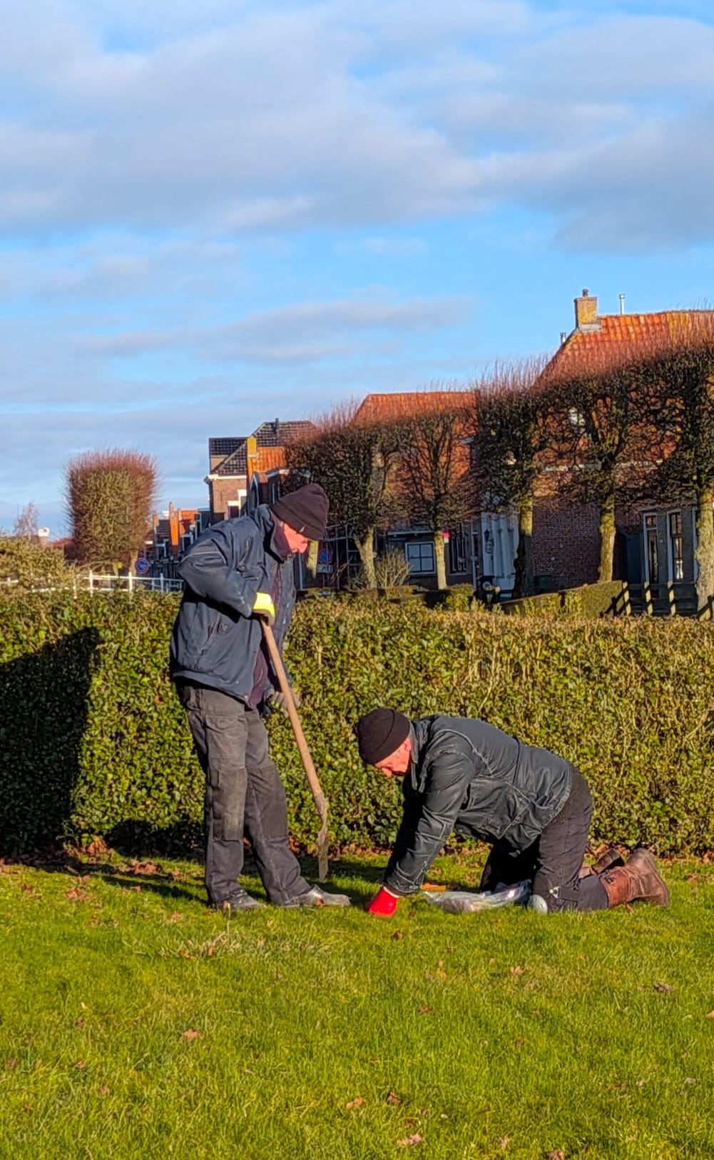 Stinzenflora project IJlst overtuinen 14 2 26